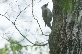 Japanese Green Woodpecker 富士山麓 Tue, 4/23/2024