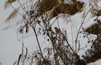 2019年1月2日(水) 大浦湖岸の野鳥観察記録