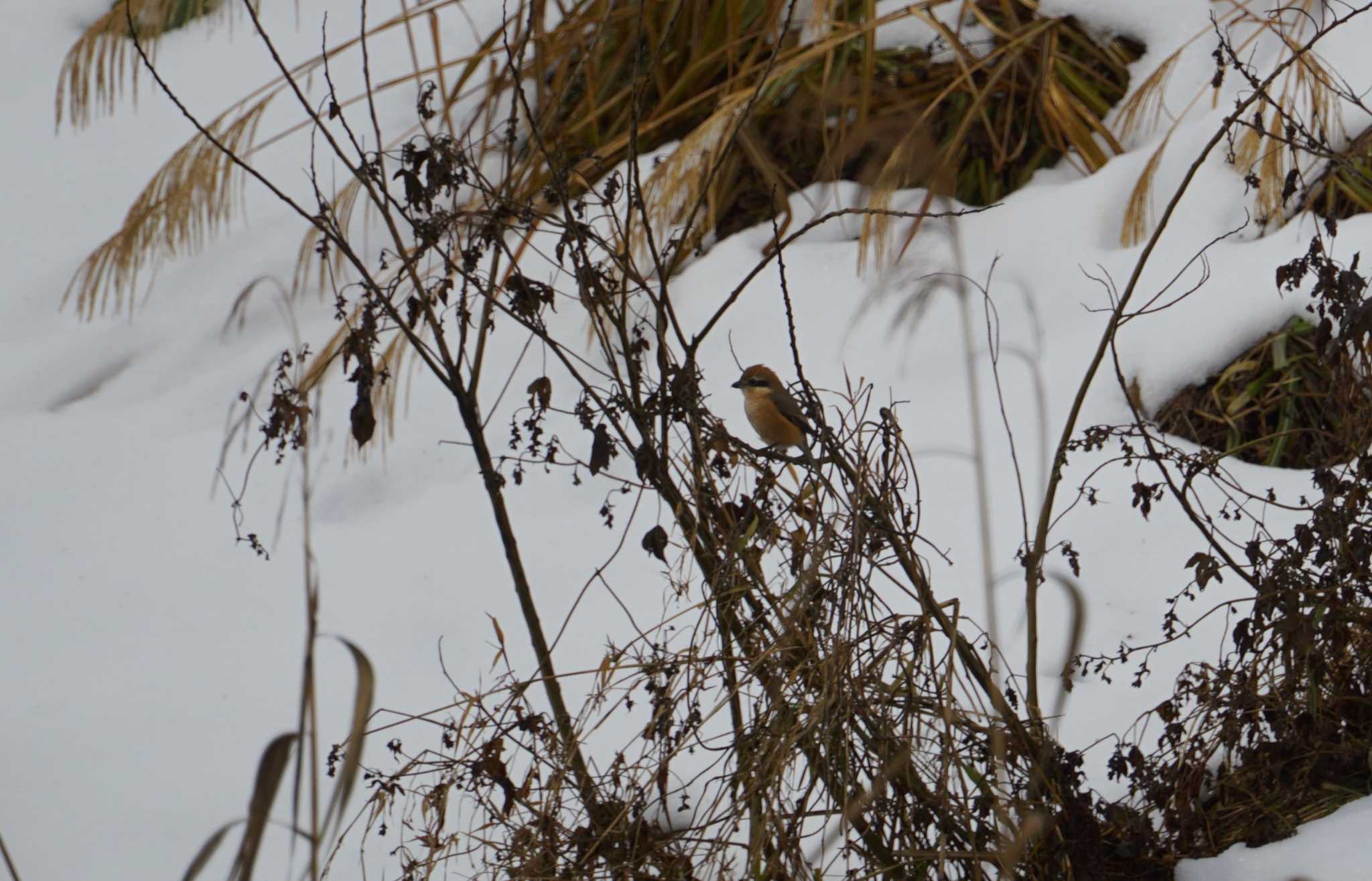 Bull-headed Shrike