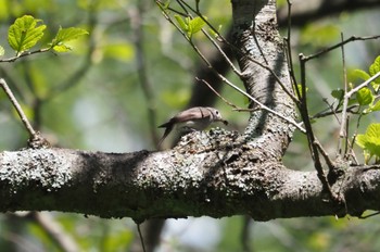 コサメビタキ 軽井沢野鳥の森 2024年5月8日(水)