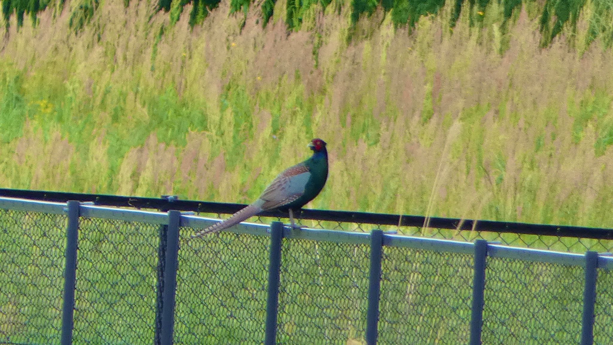 Green Pheasant
