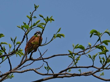 Meadow Bunting 馬見丘陵公園 Fri, 5/3/2024