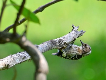 Japanese Pygmy Woodpecker 馬見丘陵公園 Fri, 5/3/2024