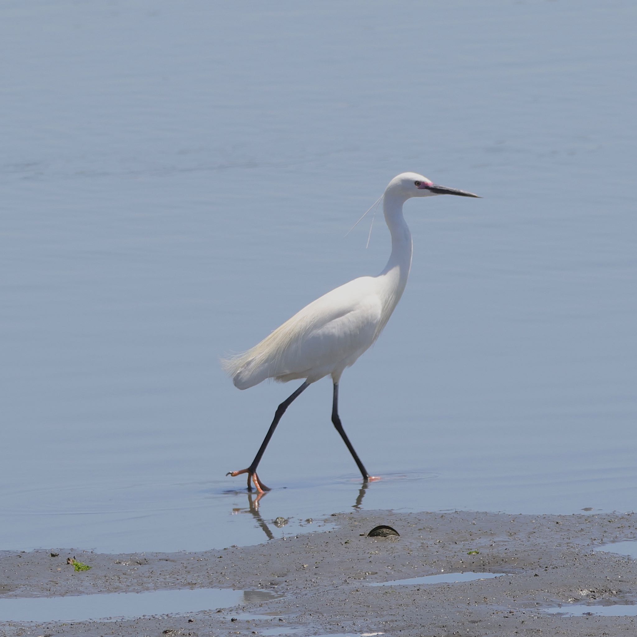 Little Egret