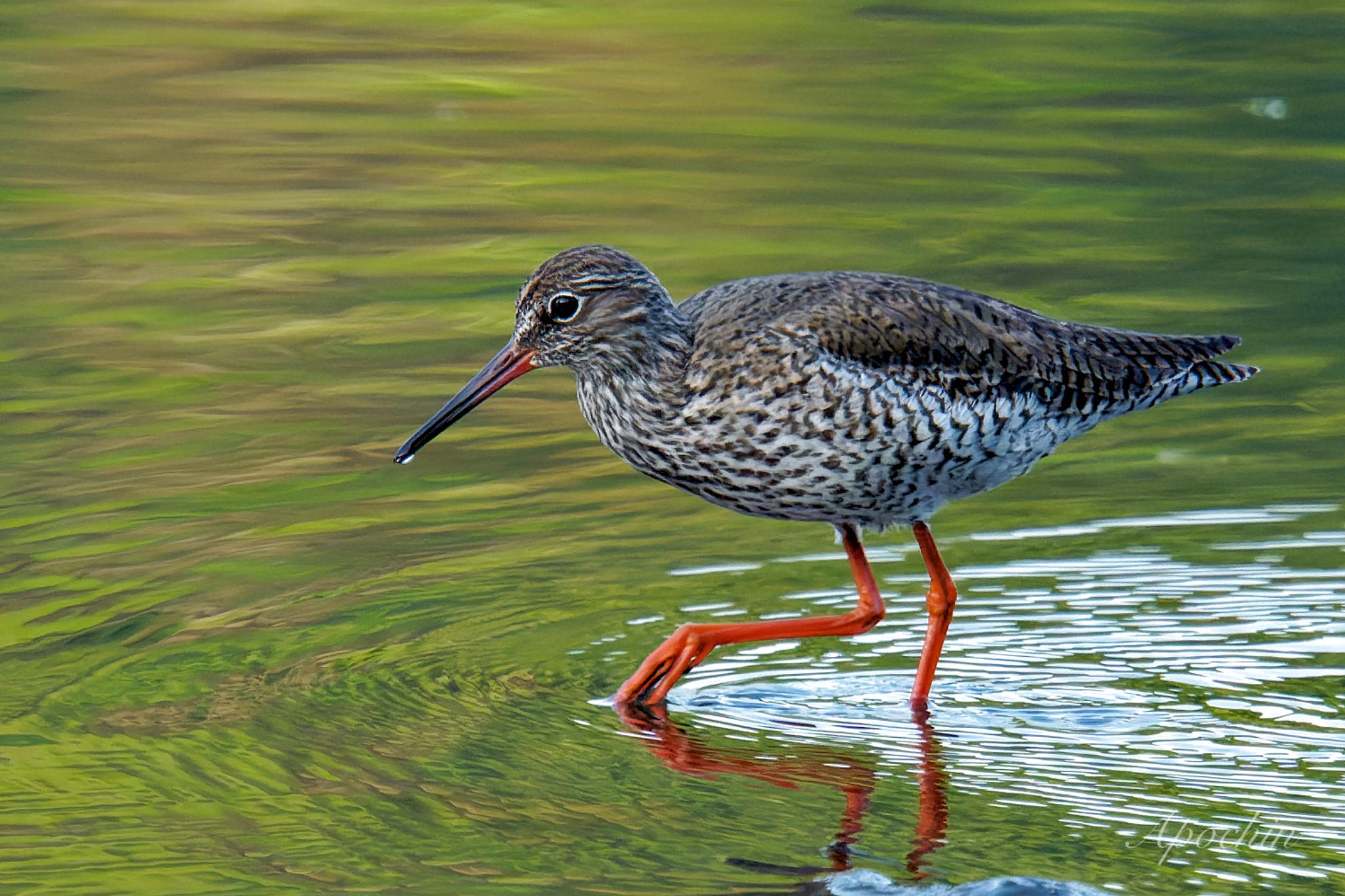 葛西臨海公園 アカアシシギの写真