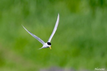 Little Tern 多摩川二ヶ領宿河原堰 Wed, 5/8/2024