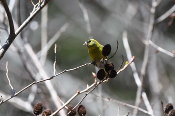 Eurasian Siskin 仁ヶ久保林道 神奈川県伊勢原市 Sat, 3/9/2024