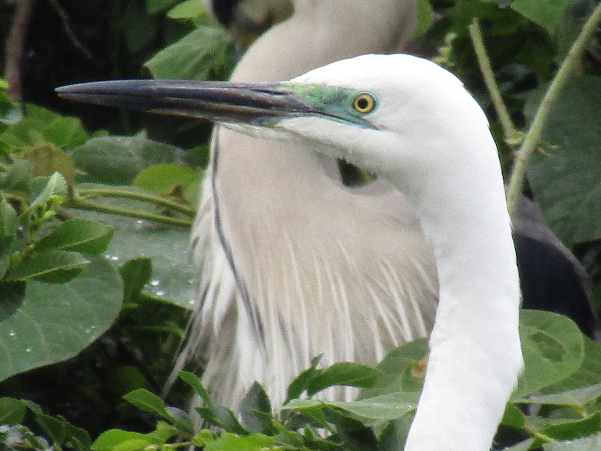 耳原公園 コサギの写真