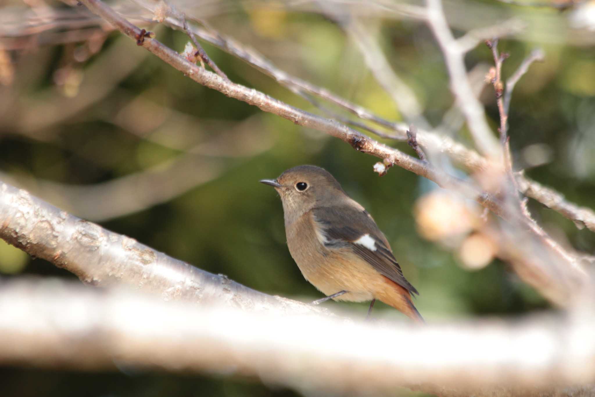 Photo of Daurian Redstart at 万博記念公園 by ゆかゆ