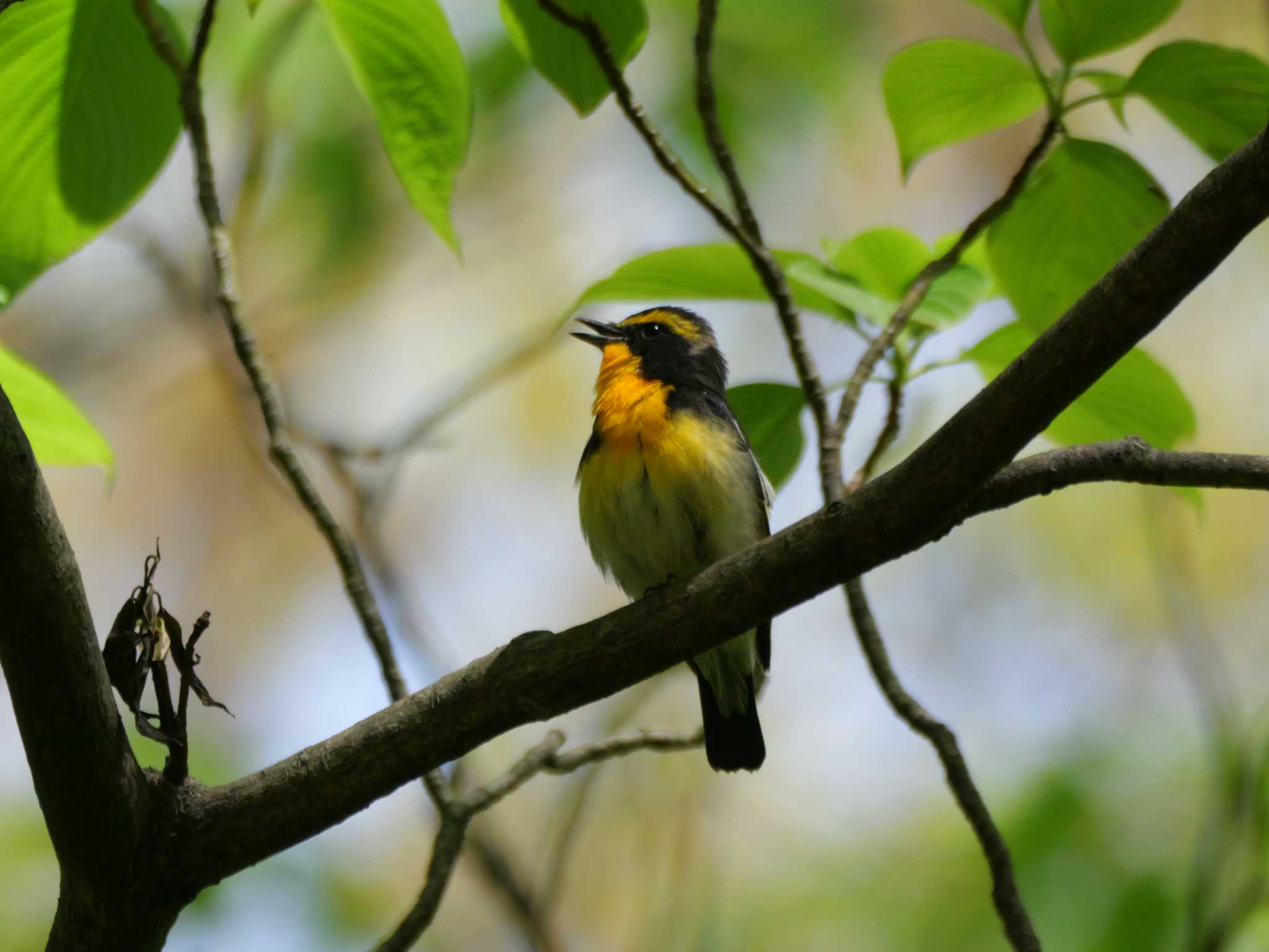 Photo of Narcissus Flycatcher at 秩父 by little birds