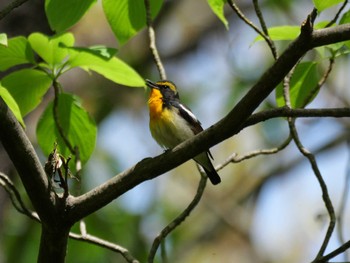 Narcissus Flycatcher 秩父 Fri, 4/26/2024