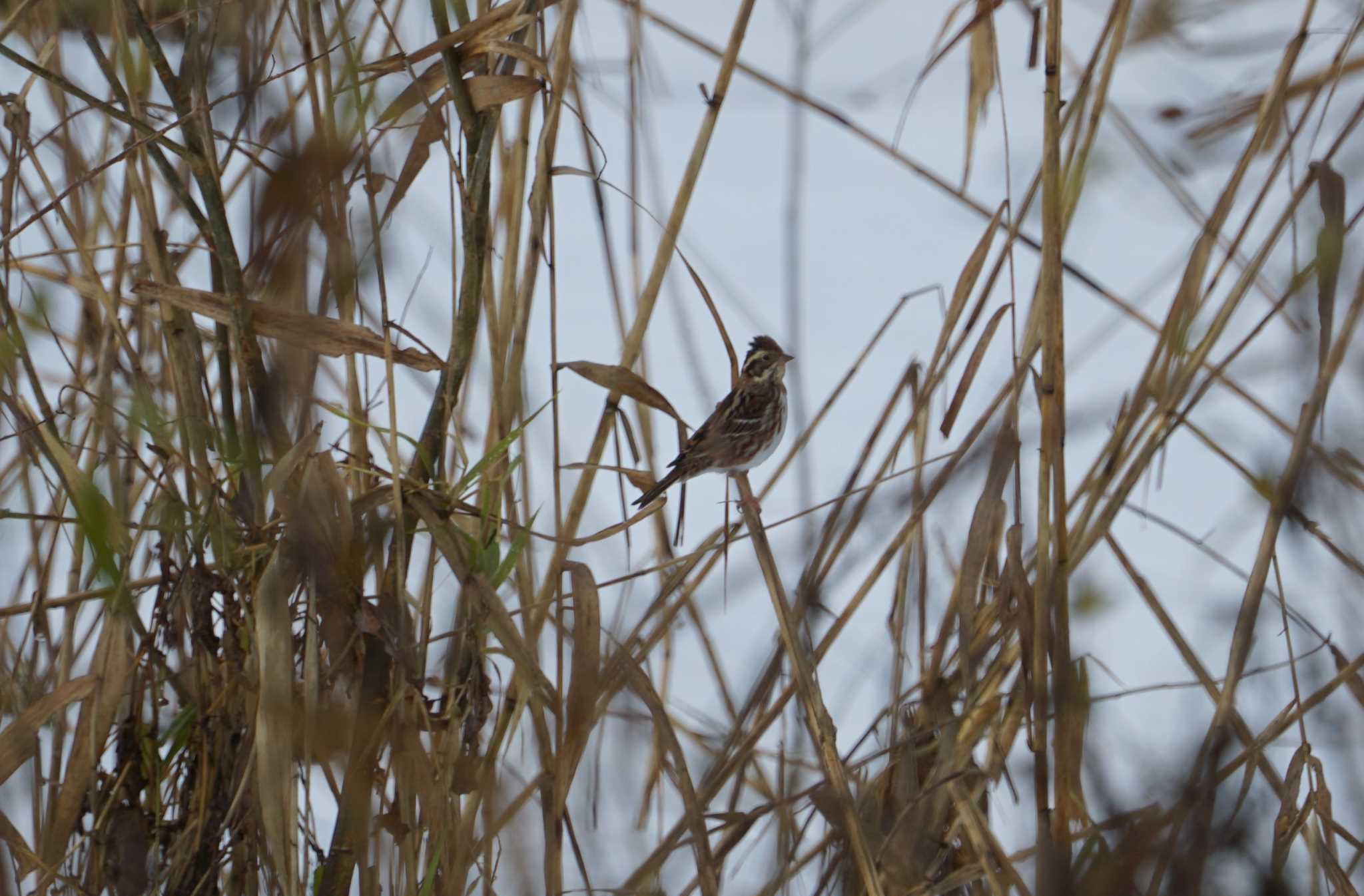 Rustic Bunting