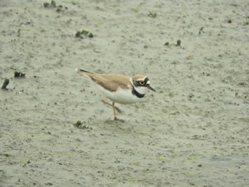 コチドリ 東京港野鳥公園 2024年5月6日(月)