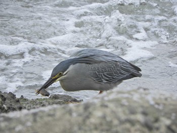 ササゴイ 東京港野鳥公園 2024年5月6日(月)