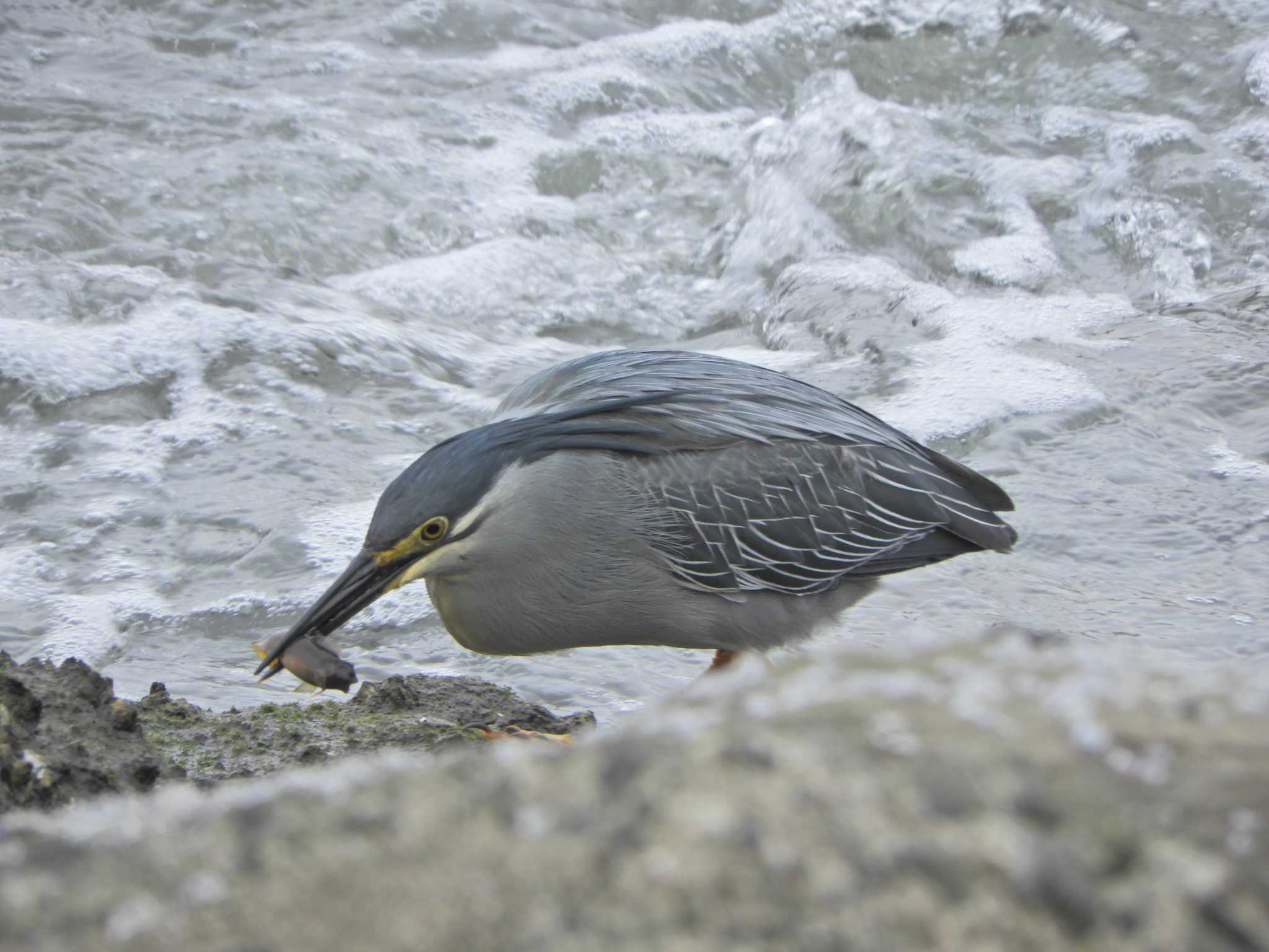 Striated Heron