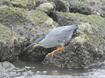 ササゴイ 東京港野鳥公園 2024年5月6日(月)