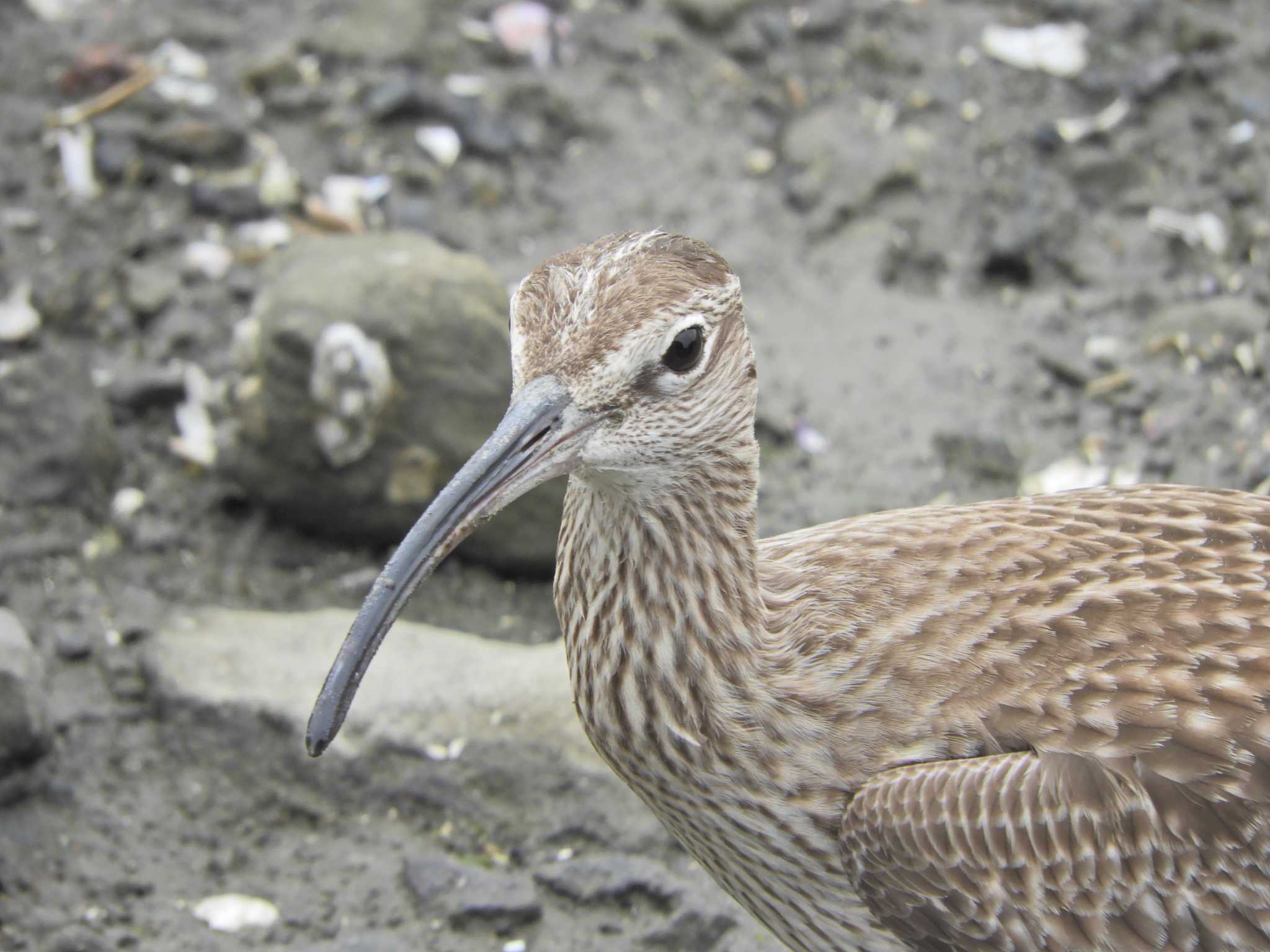 東京港野鳥公園 チュウシャクシギの写真