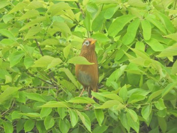 ガビチョウ 東京港野鳥公園 2024年5月6日(月)