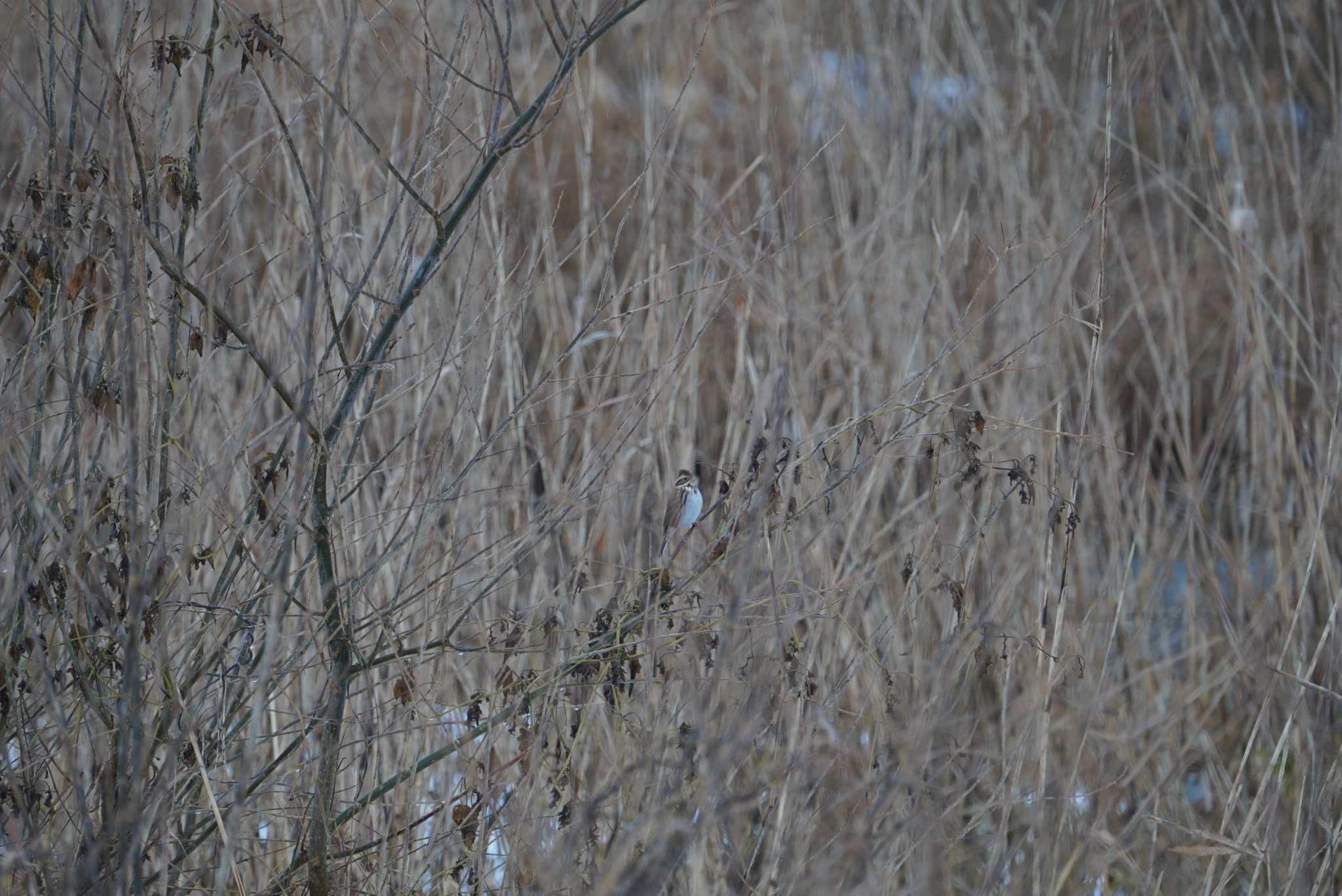 Rustic Bunting