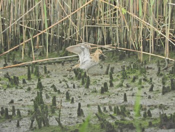 タシギ 東京港野鳥公園 2024年5月6日(月)