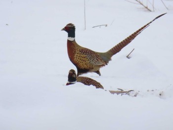 Common Pheasant 函館 Sun, 3/3/2024