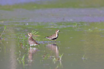 Pacific Golden Plover 入善町 Mon, 5/6/2024