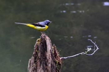 Grey Wagtail Togakushi Forest Botanical Garden Mon, 5/6/2024