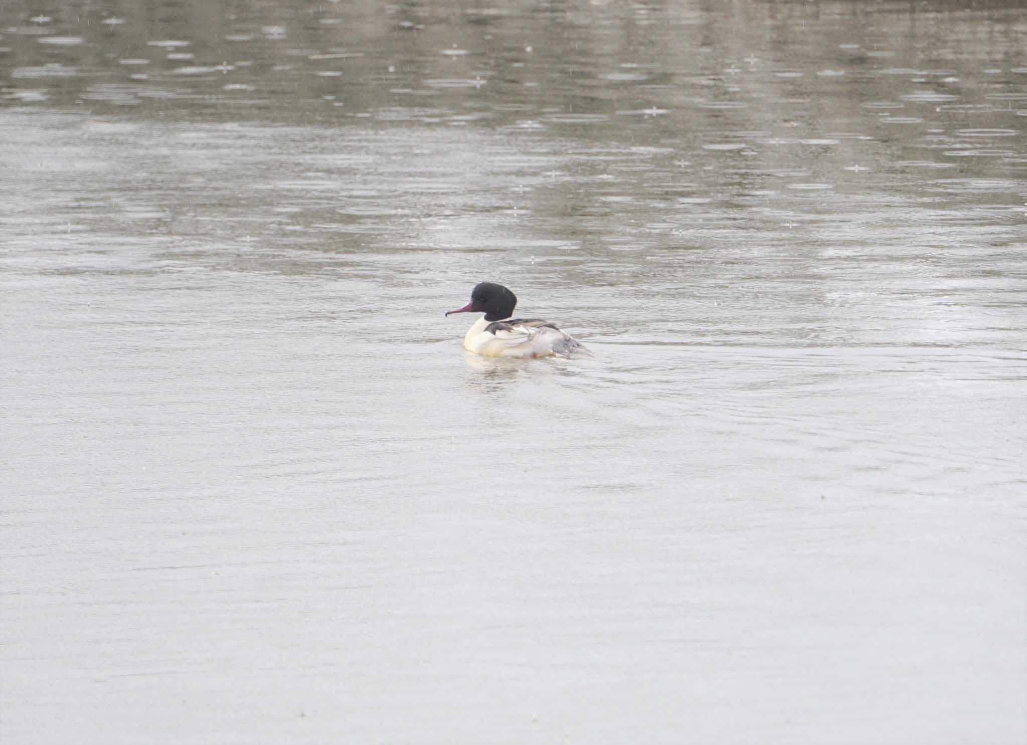 Photo of Common Merganser at 大浦湖岸 by マル