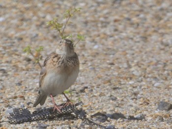 Eurasian Skylark 平城宮跡 Sun, 5/5/2024