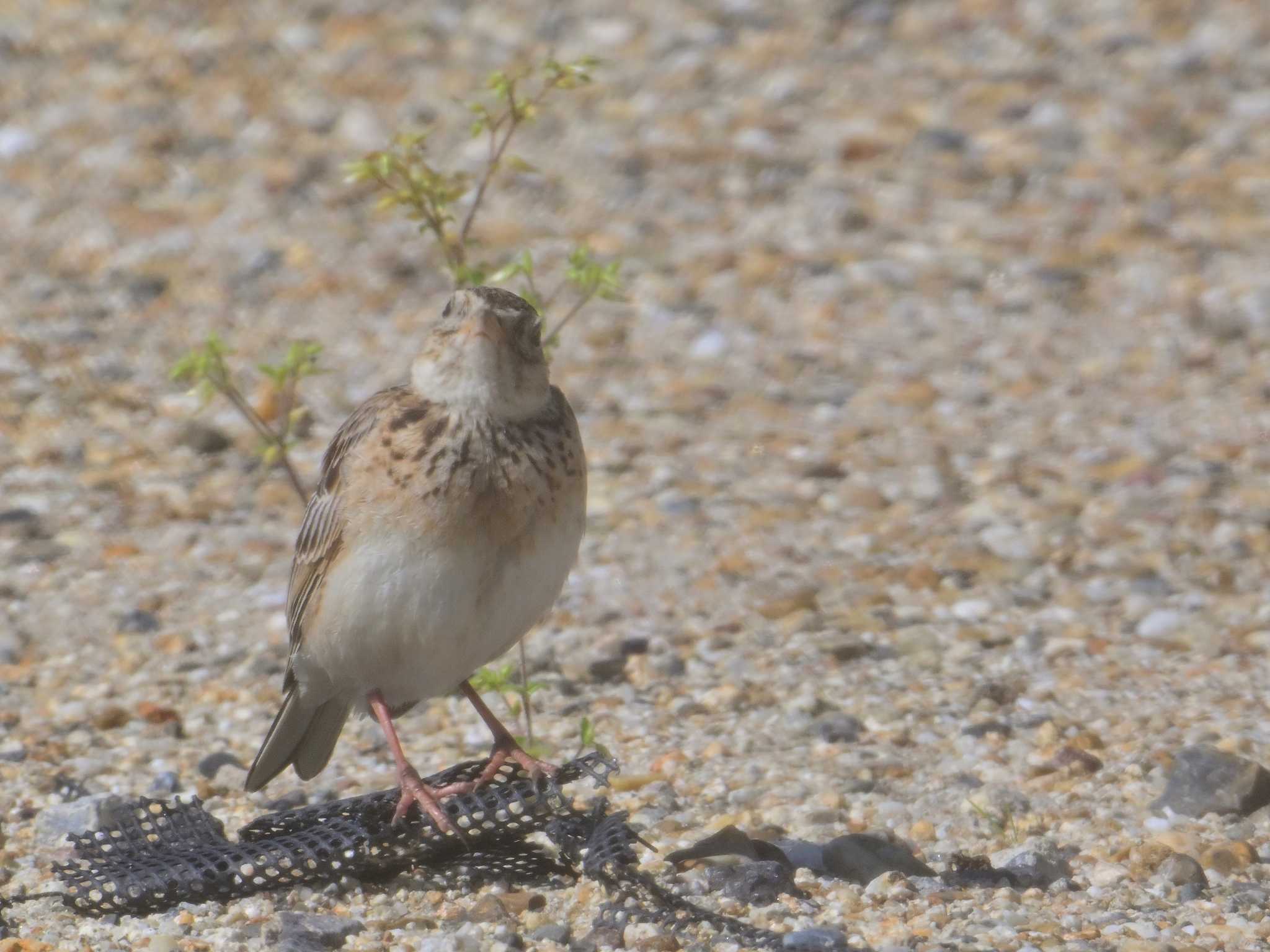 Eurasian Skylark