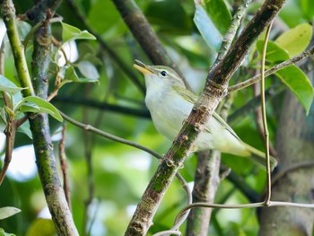 Ijima's Leaf Warbler Miyakejima Island Sun, 4/28/2024