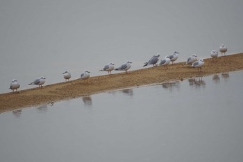 ユリカモメ 大浦湖岸 2019年1月2日(水)