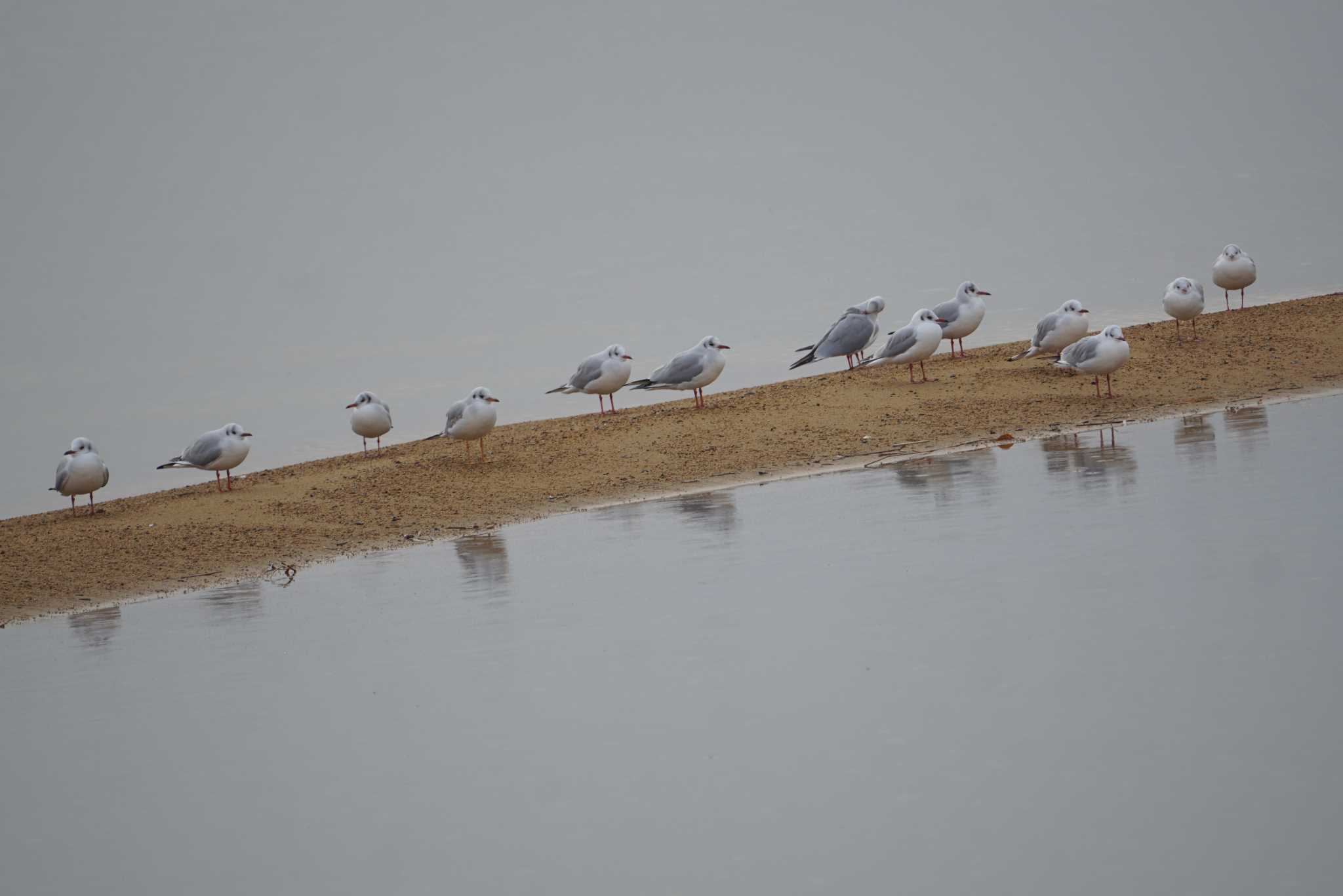 Photo of Black-headed Gull at 大浦湖岸 by マル