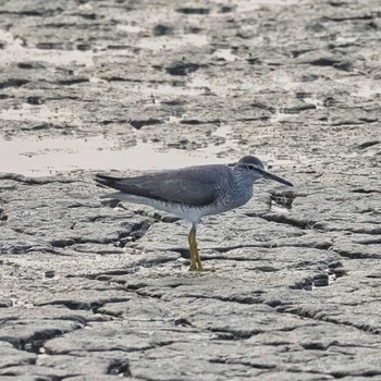 Grey-tailed Tattler Bang Pu Recreation Center Thu, 5/2/2024