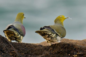 White-bellied Green Pigeon Terugasaki Beach Mon, 5/6/2024