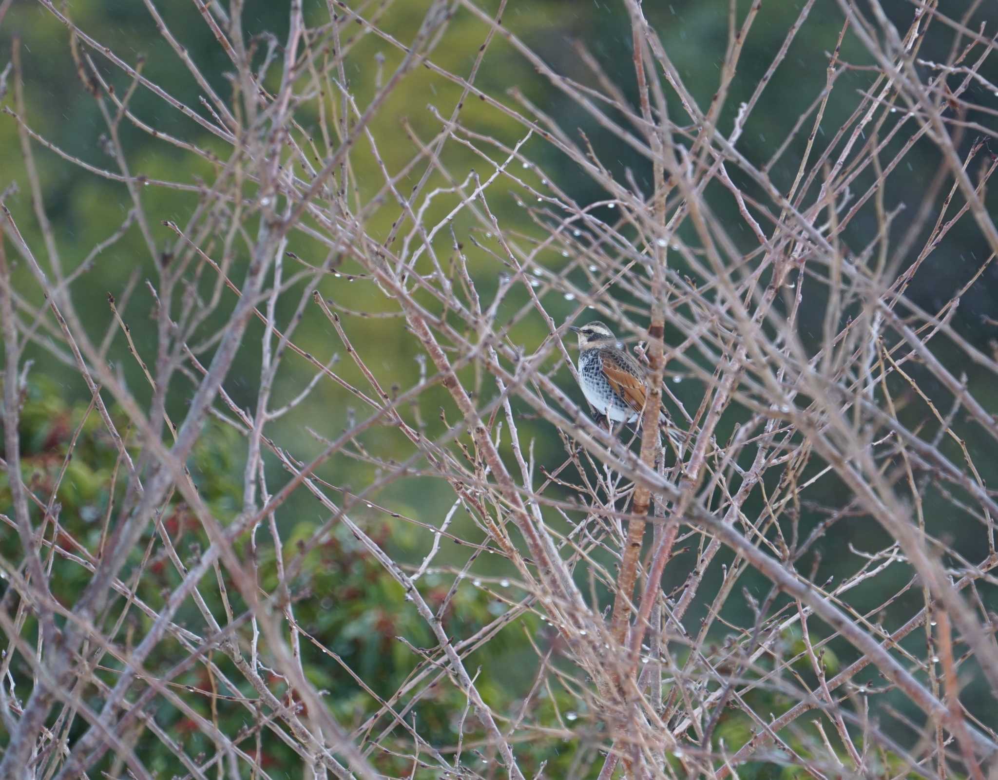 Photo of Dusky Thrush at 大浦湖岸 by マル