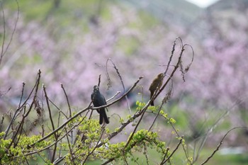 Brown-eared Bulbul リニアの見える丘 Tue, 4/2/2024
