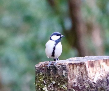 シジュウカラ 西湖野鳥の森公園 2024年2月17日(土)