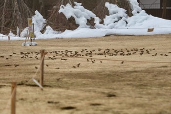 アトリ 西湖野鳥の森公園 2024年2月17日(土)