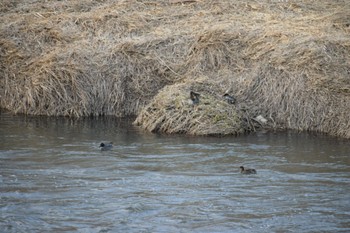 Fri, 4/5/2024 Birding report at 石狩川