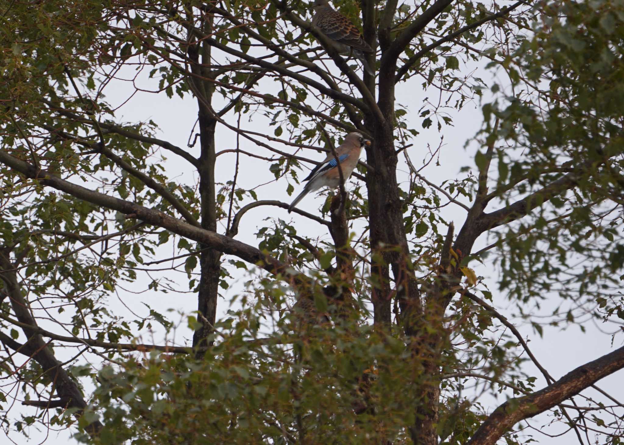 Photo of Eurasian Jay at 大浦湖岸 by マル