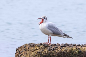 ユリカモメ 魚住海岸 2024年4月5日(金)