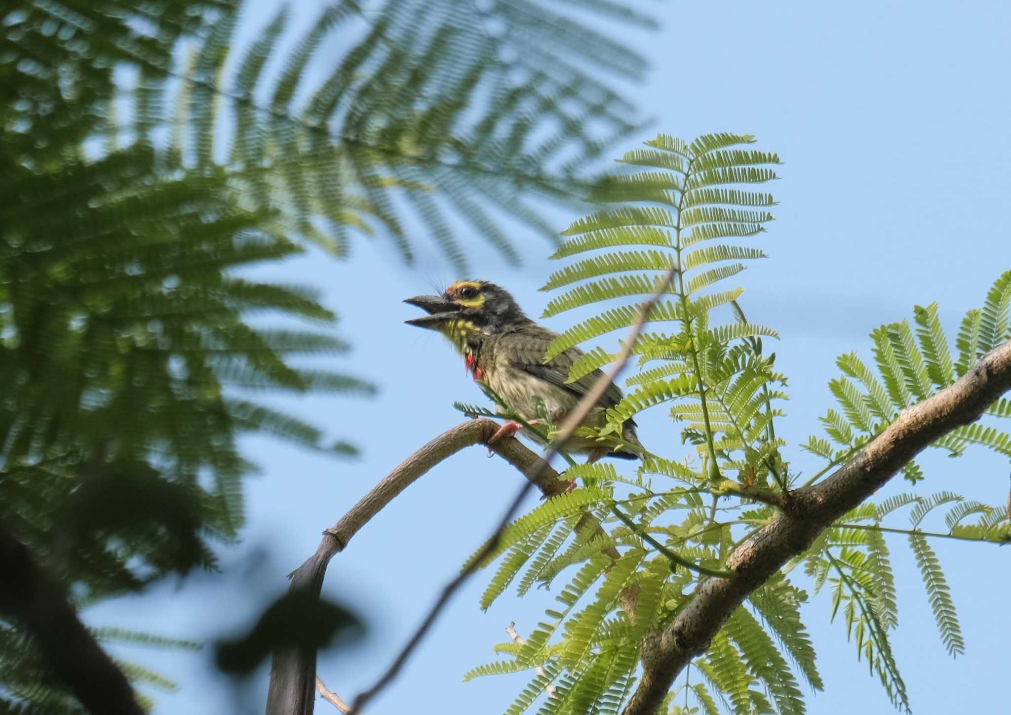 Photo of Coppersmith Barbet at Wachirabenchathat Park(Suan Rot Fai) by BK MY