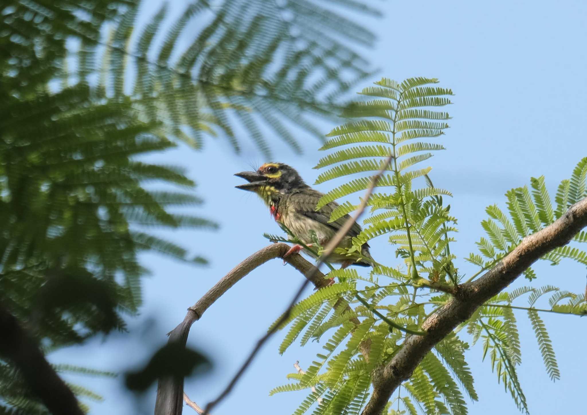 Coppersmith Barbet