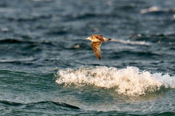 ウミネコ 大磯照ヶ崎海岸 2024年5月6日(月)