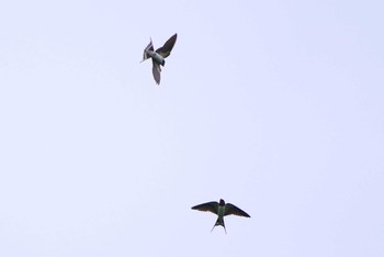 Barn Swallow 厚木七沢森林公園 Tue, 5/7/2024