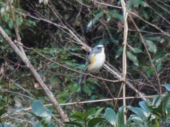 2019年1月3日(木) 鏑射寺山の野鳥観察記録