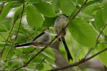 Long-tailed Tit 近所 Tue, 4/23/2024
