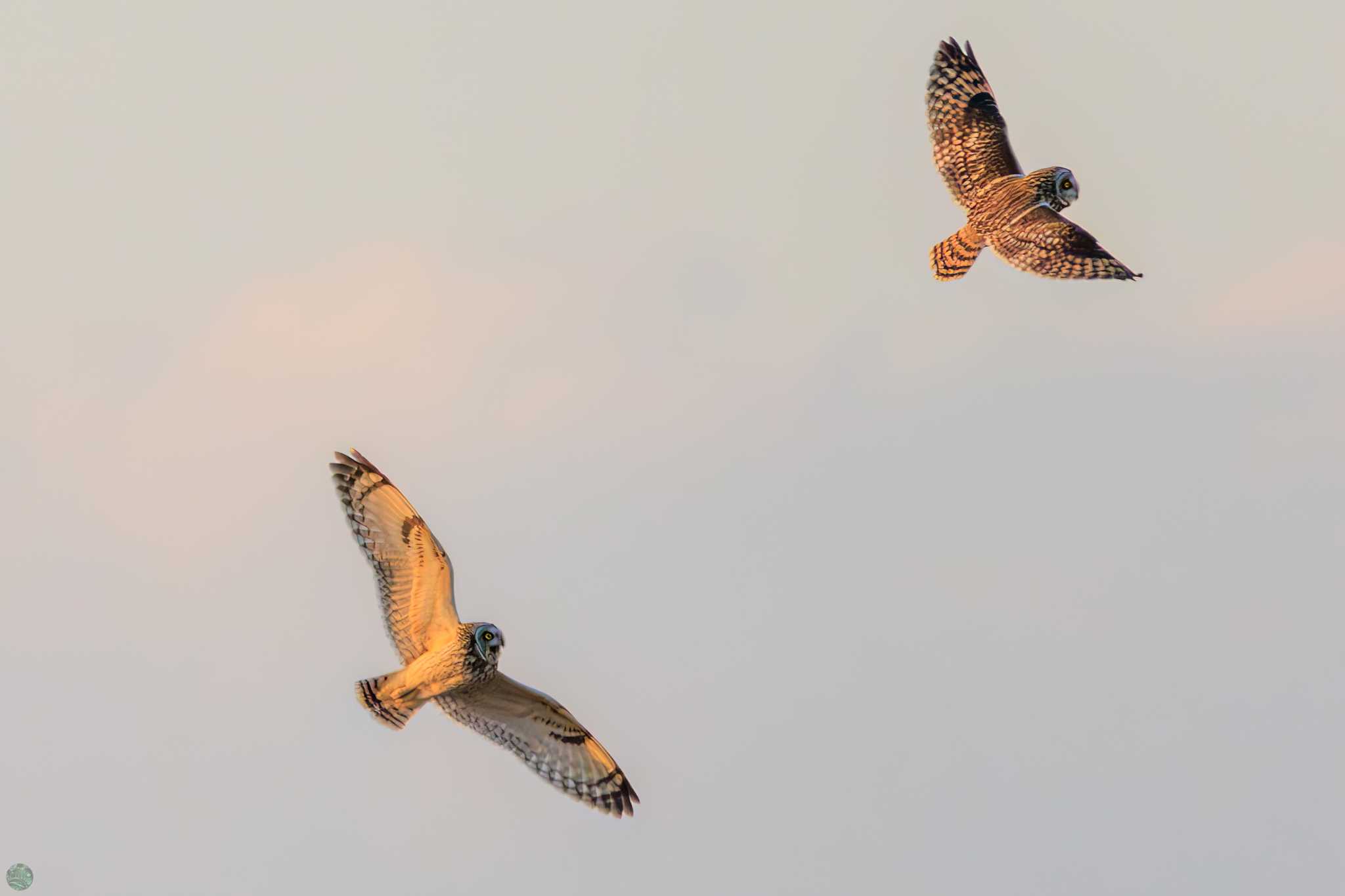 埼玉　荒川河川敷 コミミズクの写真 by d3_plus