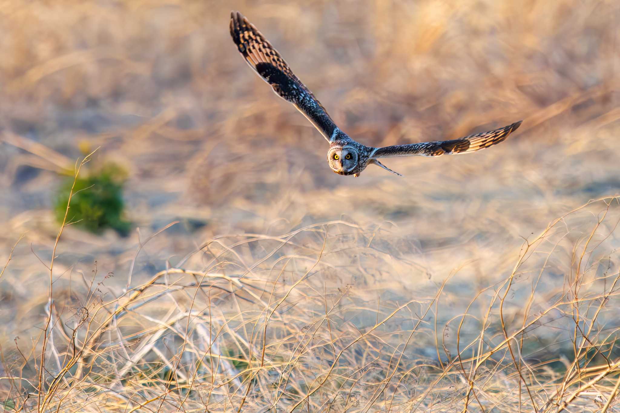 Short-eared Owl